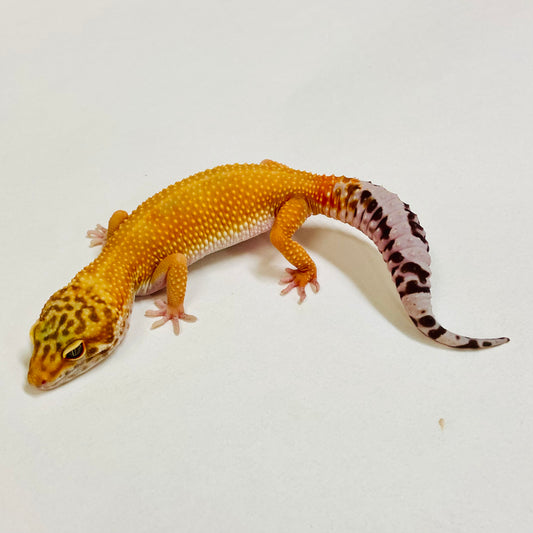 Dark Tangerine Leopard Gecko Female 2025-224