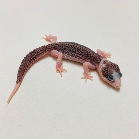 Pied Galaxy Leopard Gecko 2025-013