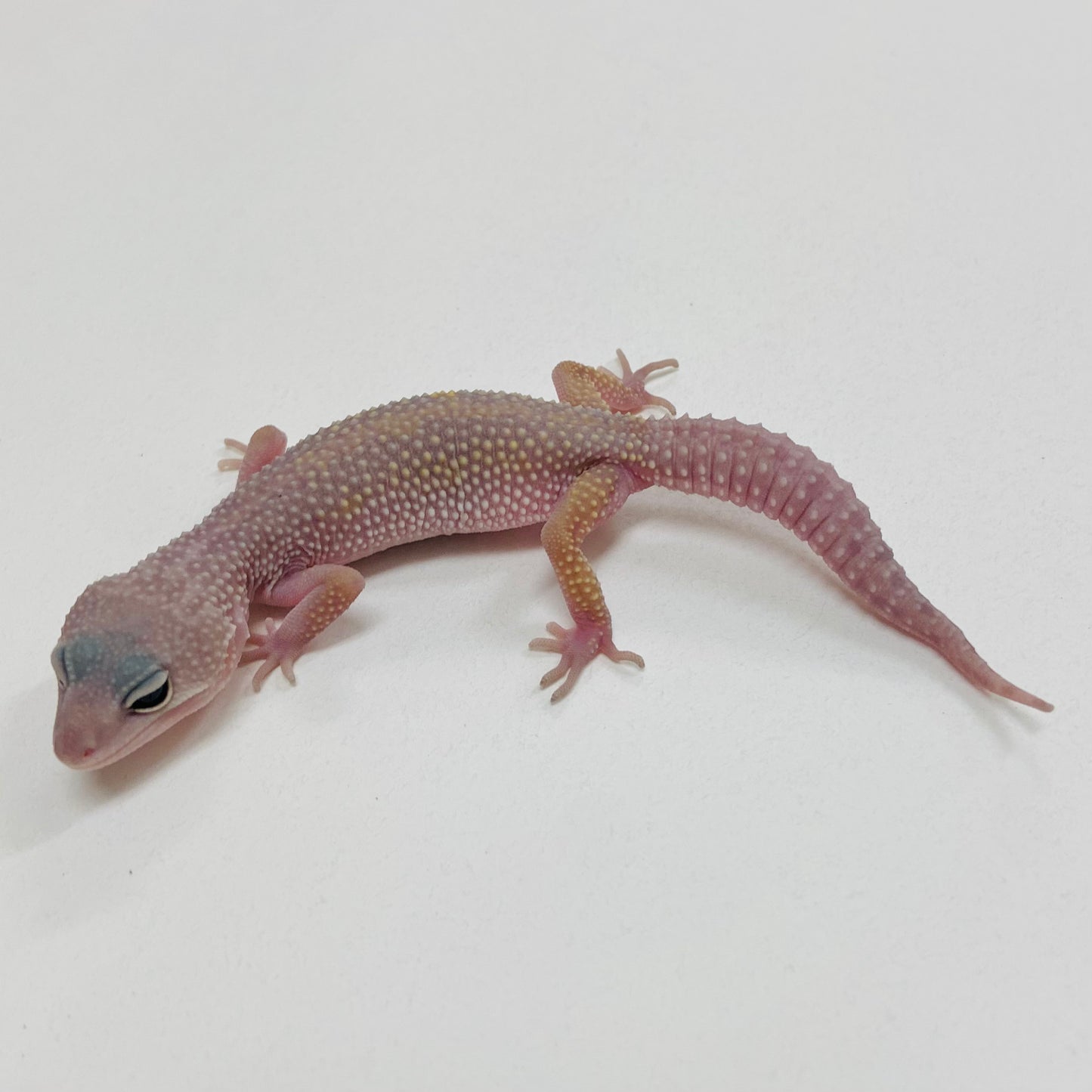 Murphy Patternless Mack Snow Leopard Gecko 2025-144