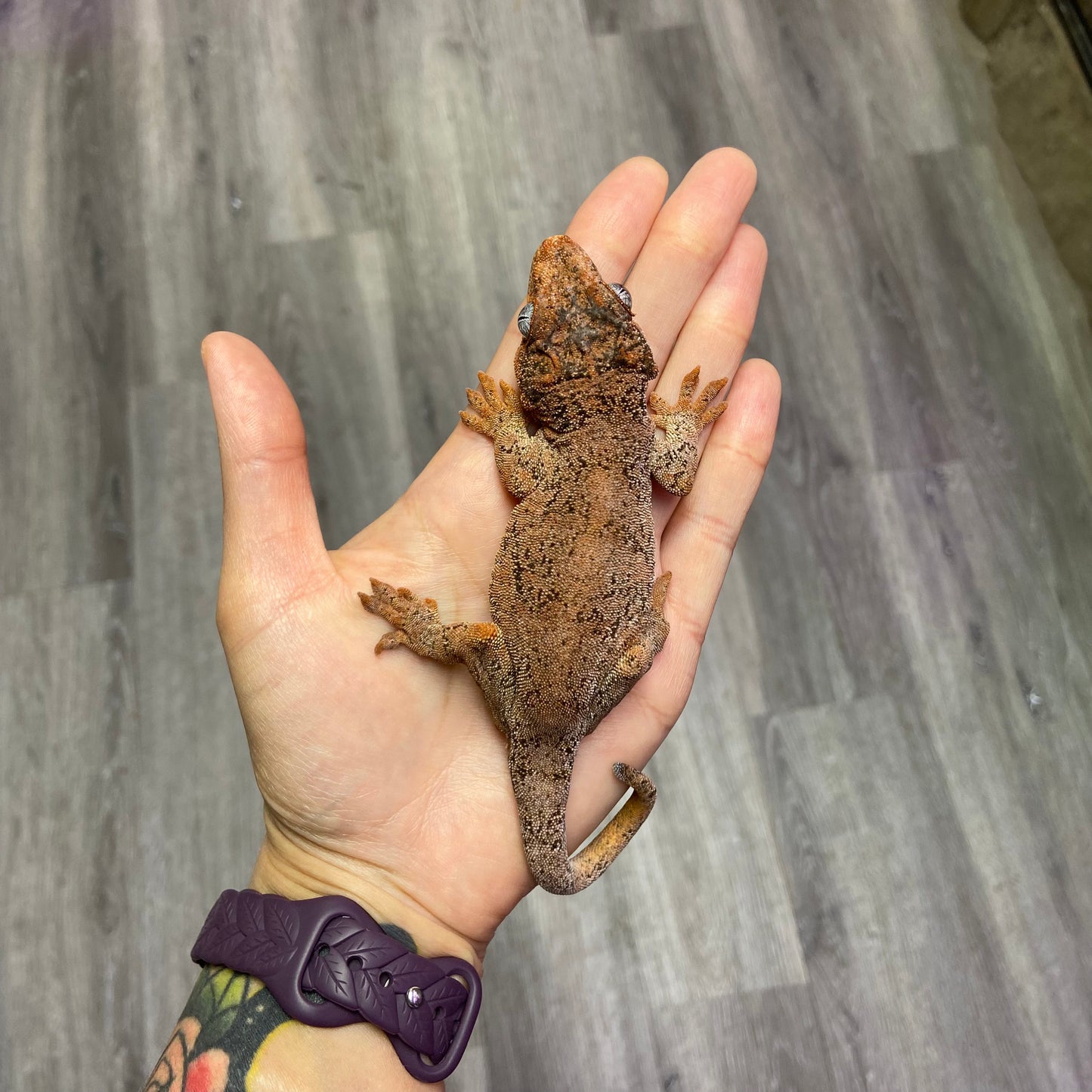 Red Blotch Red Base Gargoyle Gecko Adult Male GPB13