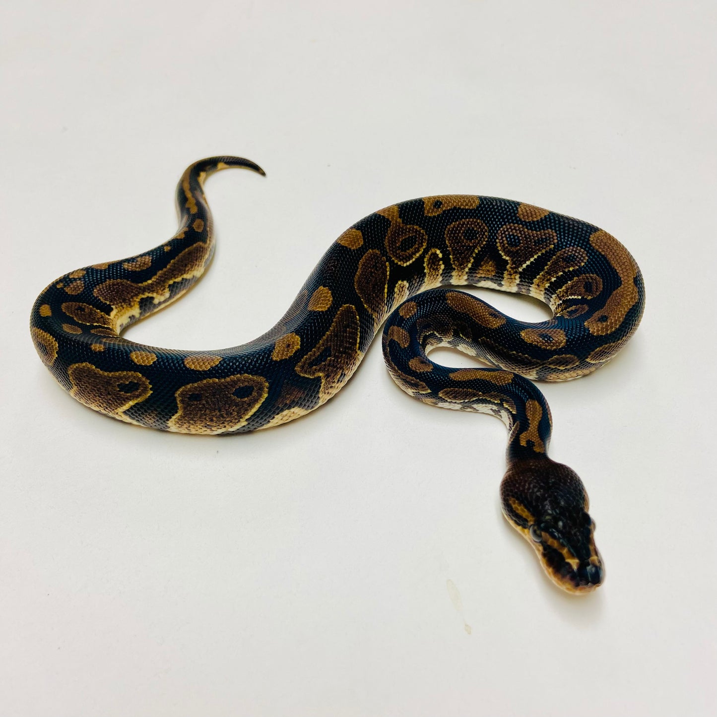 Mahogany Ball Python Male 2025M03