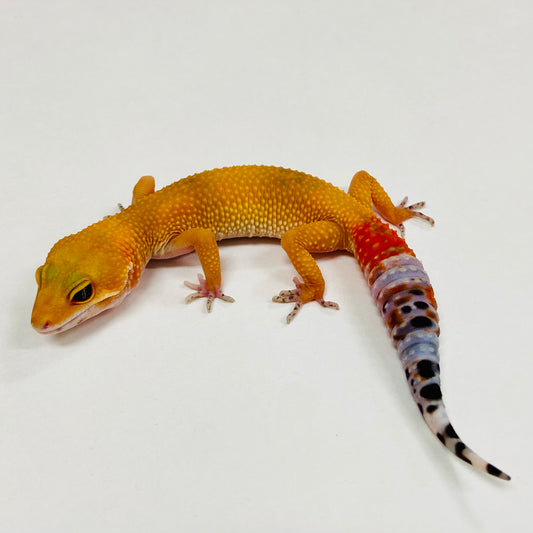 Citrine Leopard Gecko 2025-080