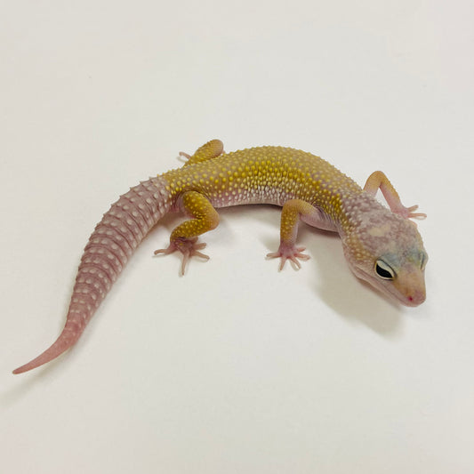 Murphy Patternless Pos MS Leopard Gecko Male 2025-005