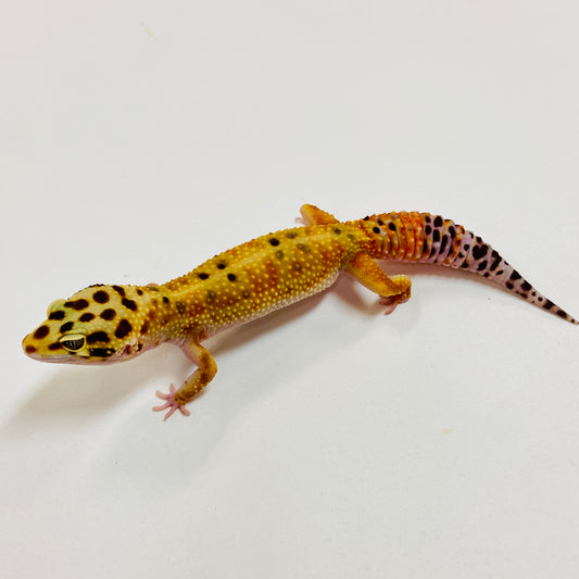 Tangerine W/Y Leopard Gecko Female I-C8-80323-1