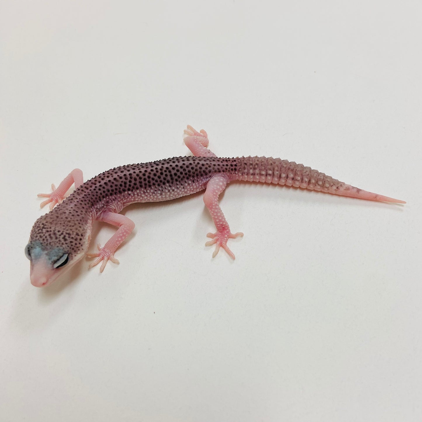 Pied Galaxy Leopard Gecko 2025-062