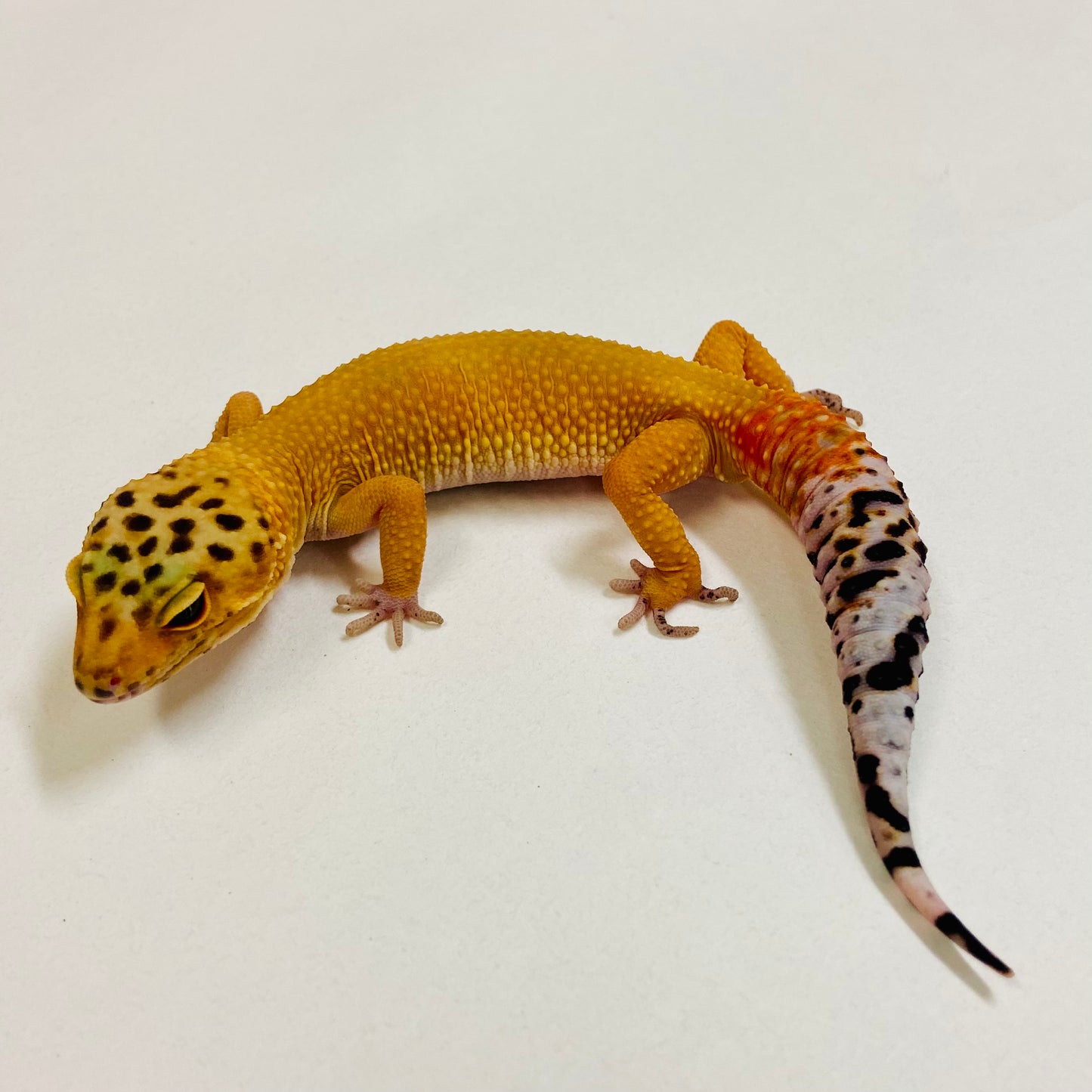 Super Hypo Blood Tangerine Carrot Tail Leopard Gecko Male 2025-099