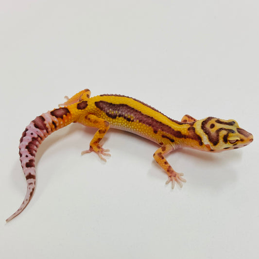Bold Bell Leopard Gecko 2025-048