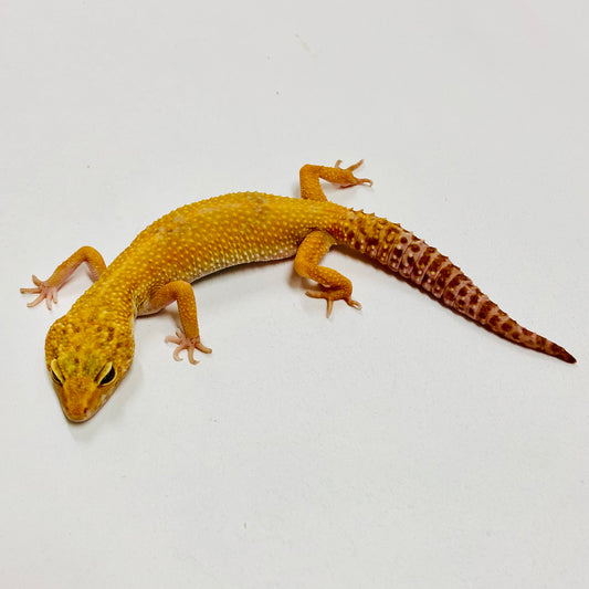 Sunglow Albino Tremper W/Y Leopard Gecko Female Proven Breeder PB-02