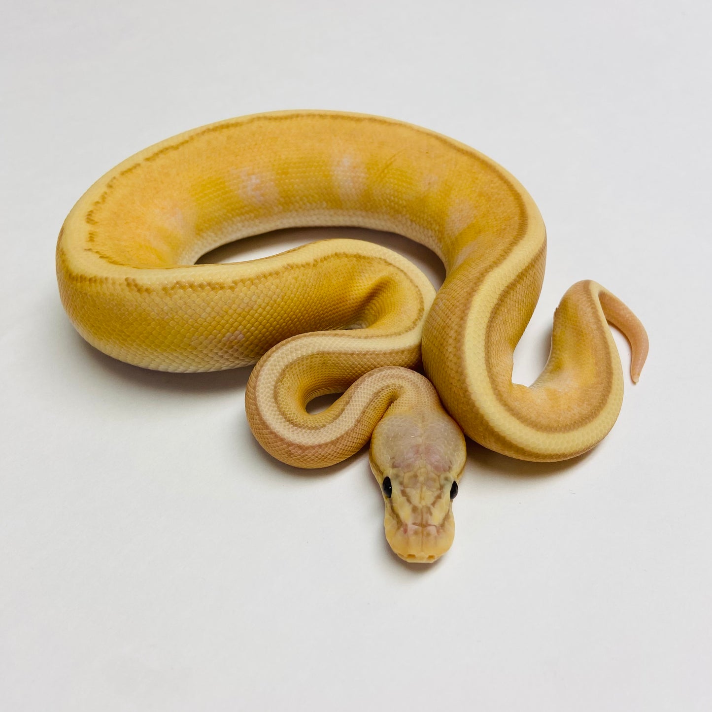 Banana Pastel Genetic Stripe Ball Python - Male #2023M02