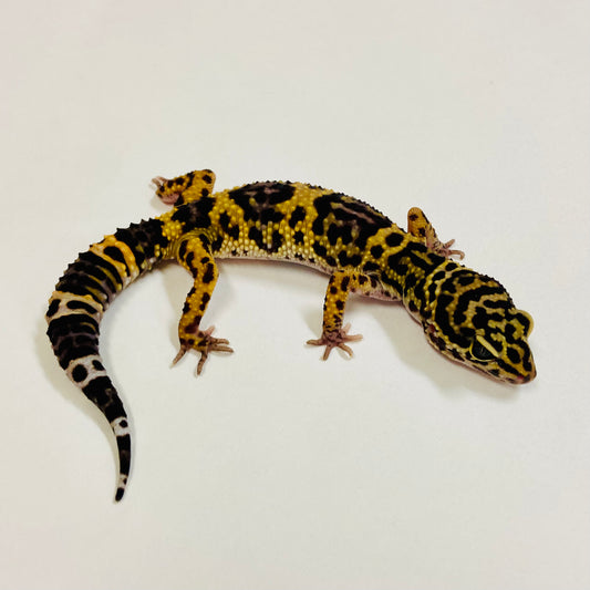 Dark Mack Snow Leopard Gecko Female 2025-012