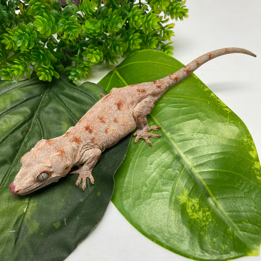 Orange Blotched Reticulated Gargoyle Gecko 2024 Female JC02