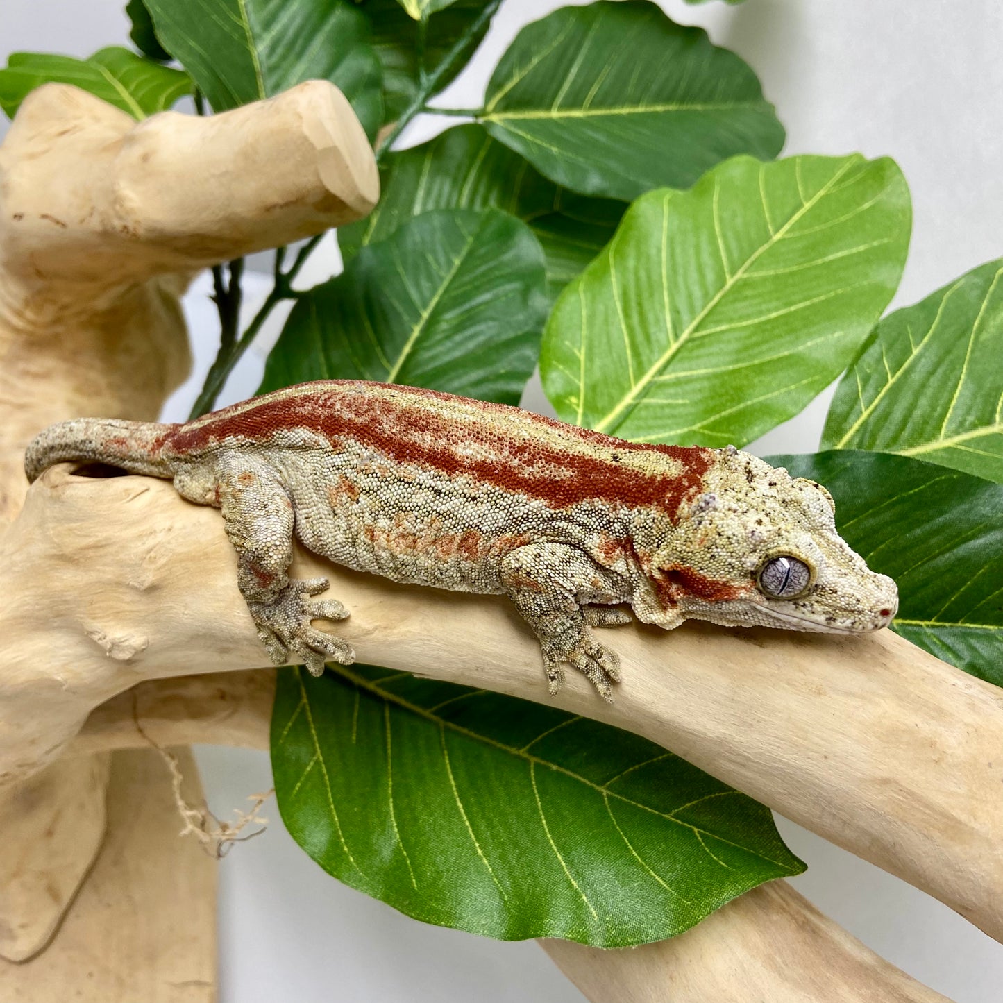 Red Stripe Gargoyle Gecko Adult Male GPB26