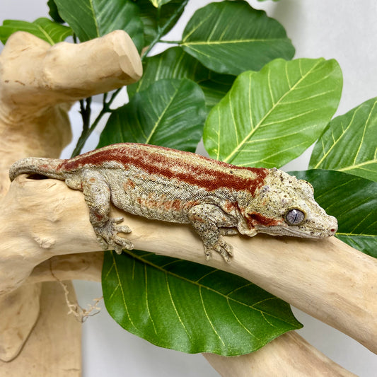 Red Stripe Gargoyle Gecko Adult Male GPB26