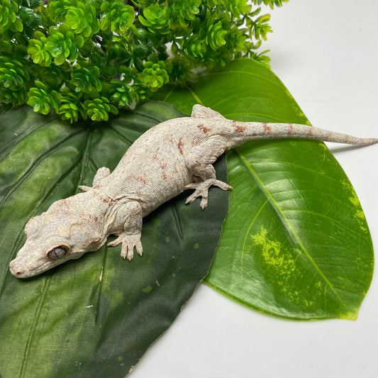 Orange Blotched Reticulated Gargoyle Gecko 2022 Female LS08