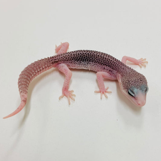 Pied Galaxy Leopard Gecko 2025-062