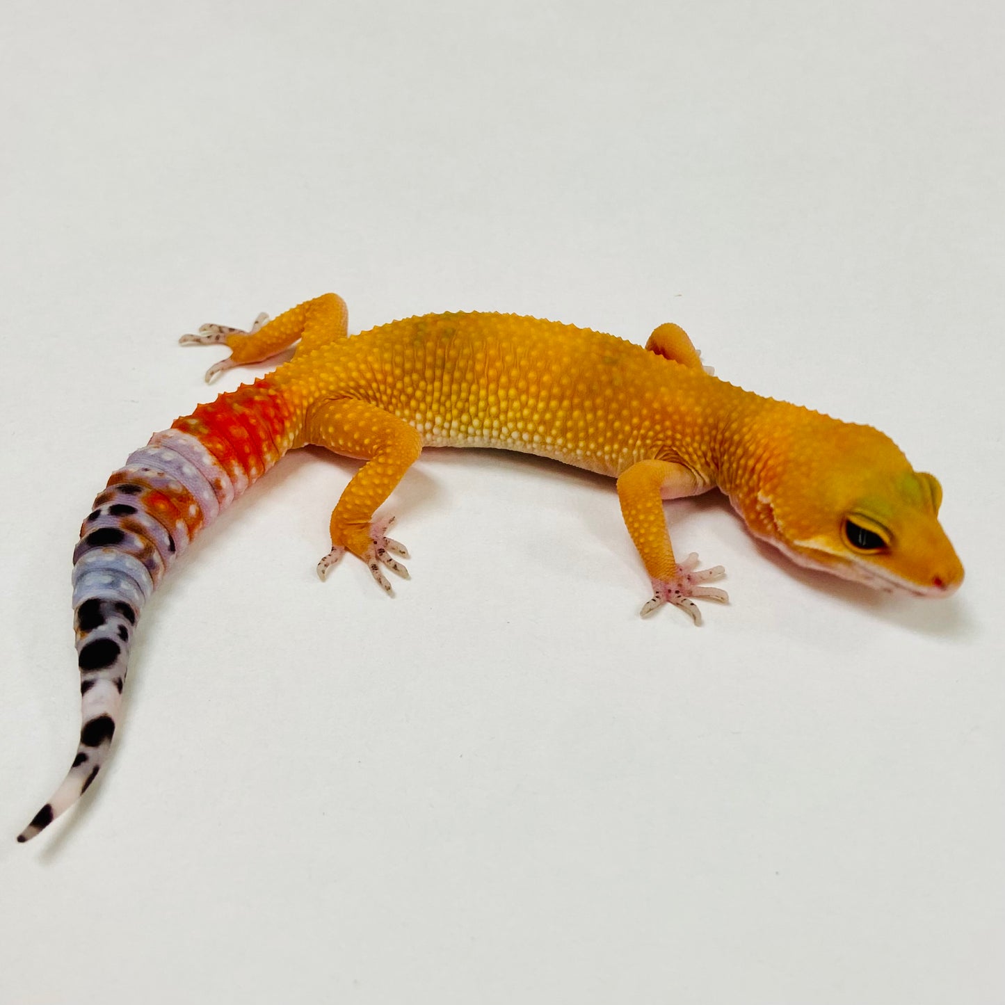 Citrine Leopard Gecko 2025-080