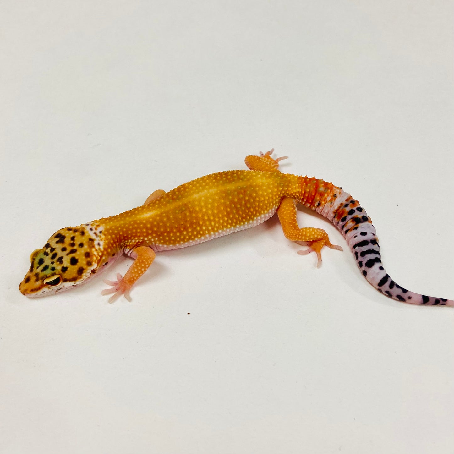 Tangerine Leopard Gecko 2025-091