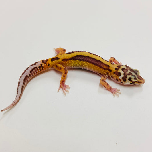 Bold Bell Leopard Gecko 2025-049