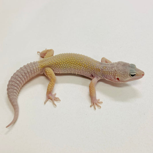 Murphy Patternless Pos MS Leopard Gecko Male 2025-133