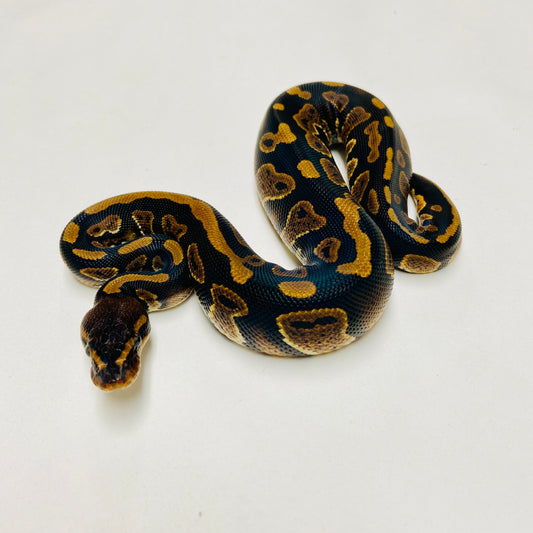 Mahogany Ball Python Male 2025M04