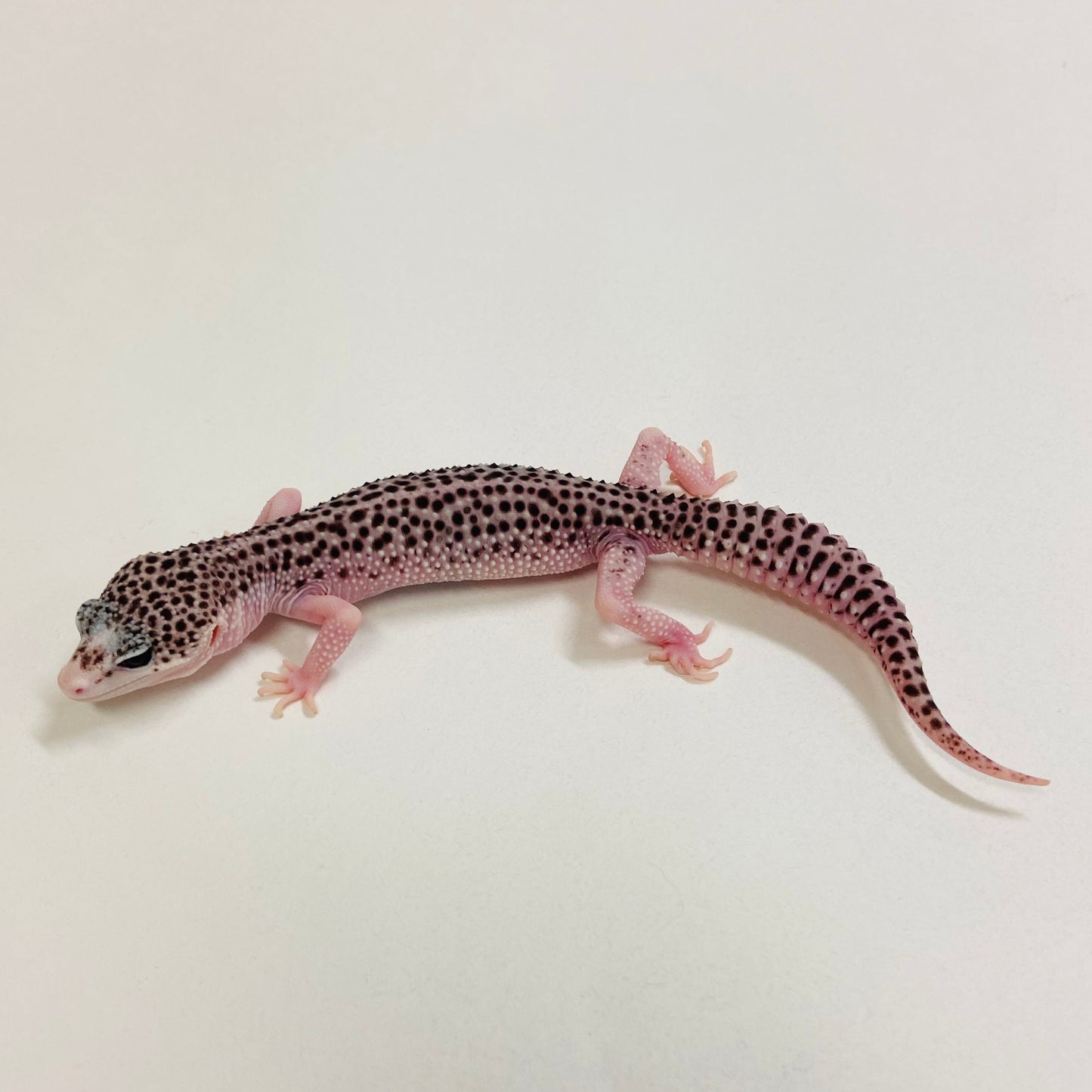 Galaxy Leopard Gecko Pos Female 2025-017