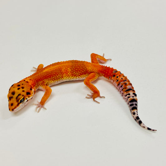 Dark Tangerine Leopard Gecko 2025-136