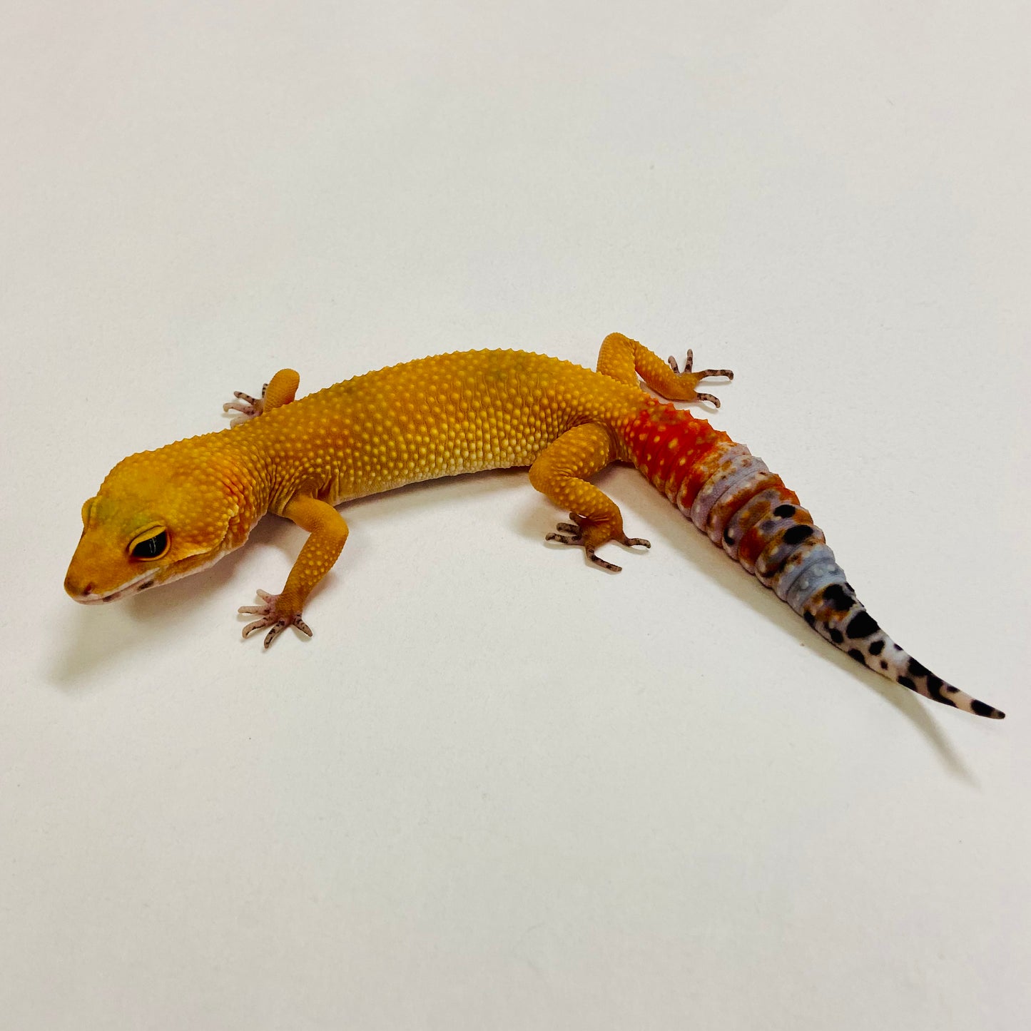 Citrine Leopard Gecko Female 2025-080