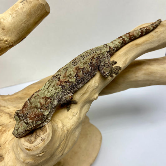 Chahoua Gecko Adult Female CH03