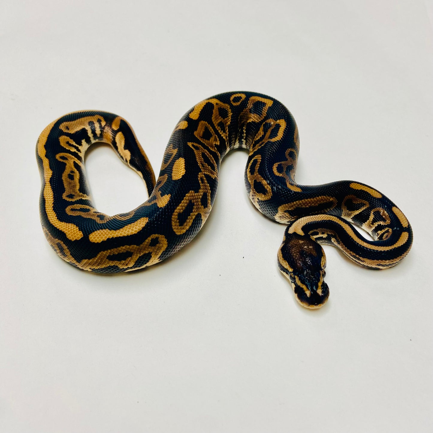 Lori Leopard Ball Python Male 2025M03