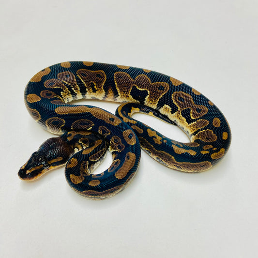Mahogany Ball Python Male 2025M03