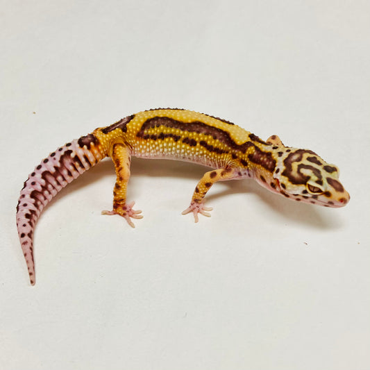Jungle Albino Bell Leopard Gecko Female A-A3-11024-1