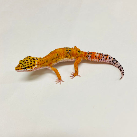 Tangerine W/Y Leopard Gecko Male A-A6-103124-1