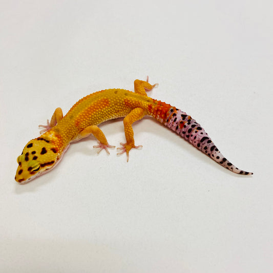 Citrine Leopard Gecko Female 2025-167