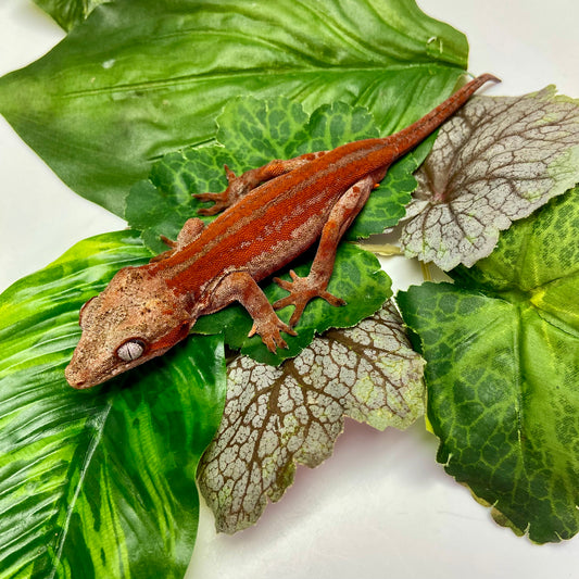 Red Stripe w/Red Base Gargoyle Gecko 2023 Male 102223-01