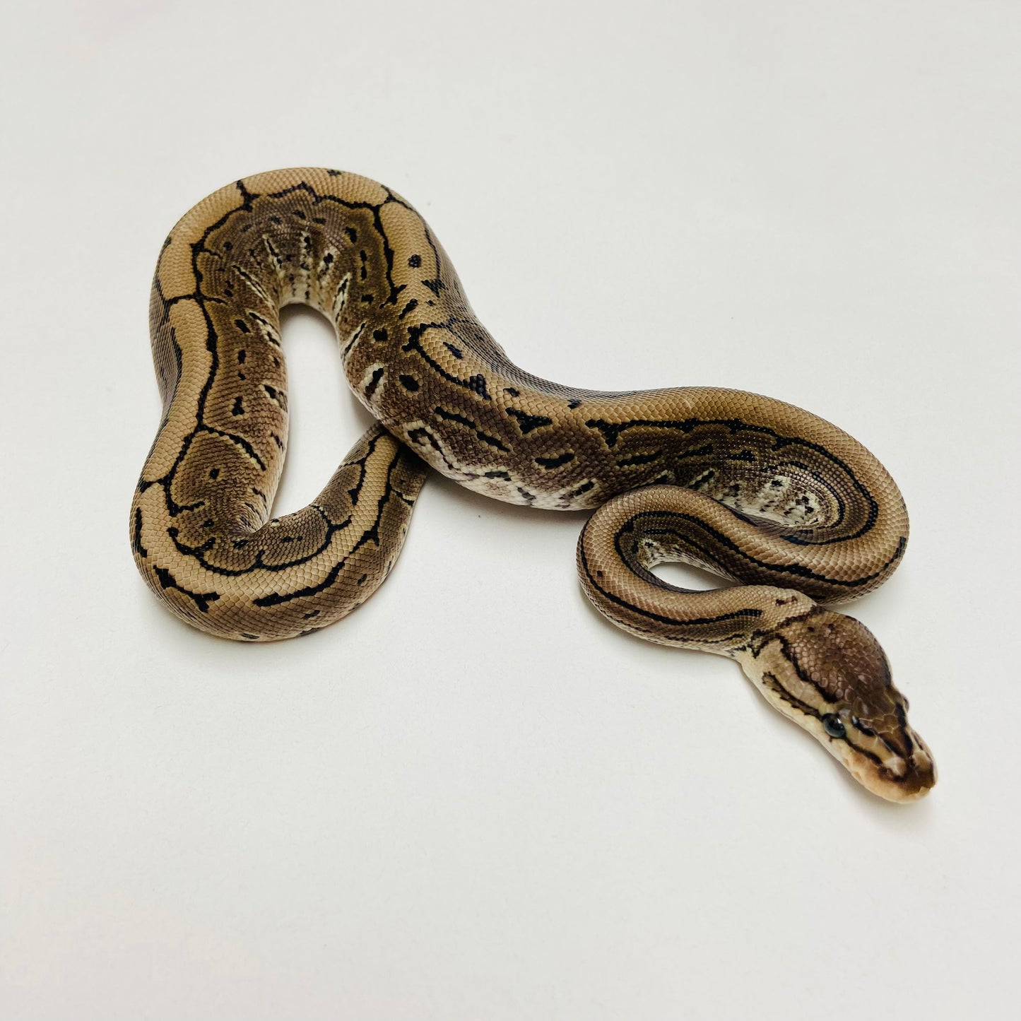 Lori Pinstripe Ball Python Male 2025M03