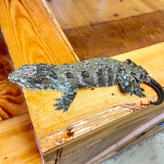 Leachianus Gecko-Male 111323-FS5