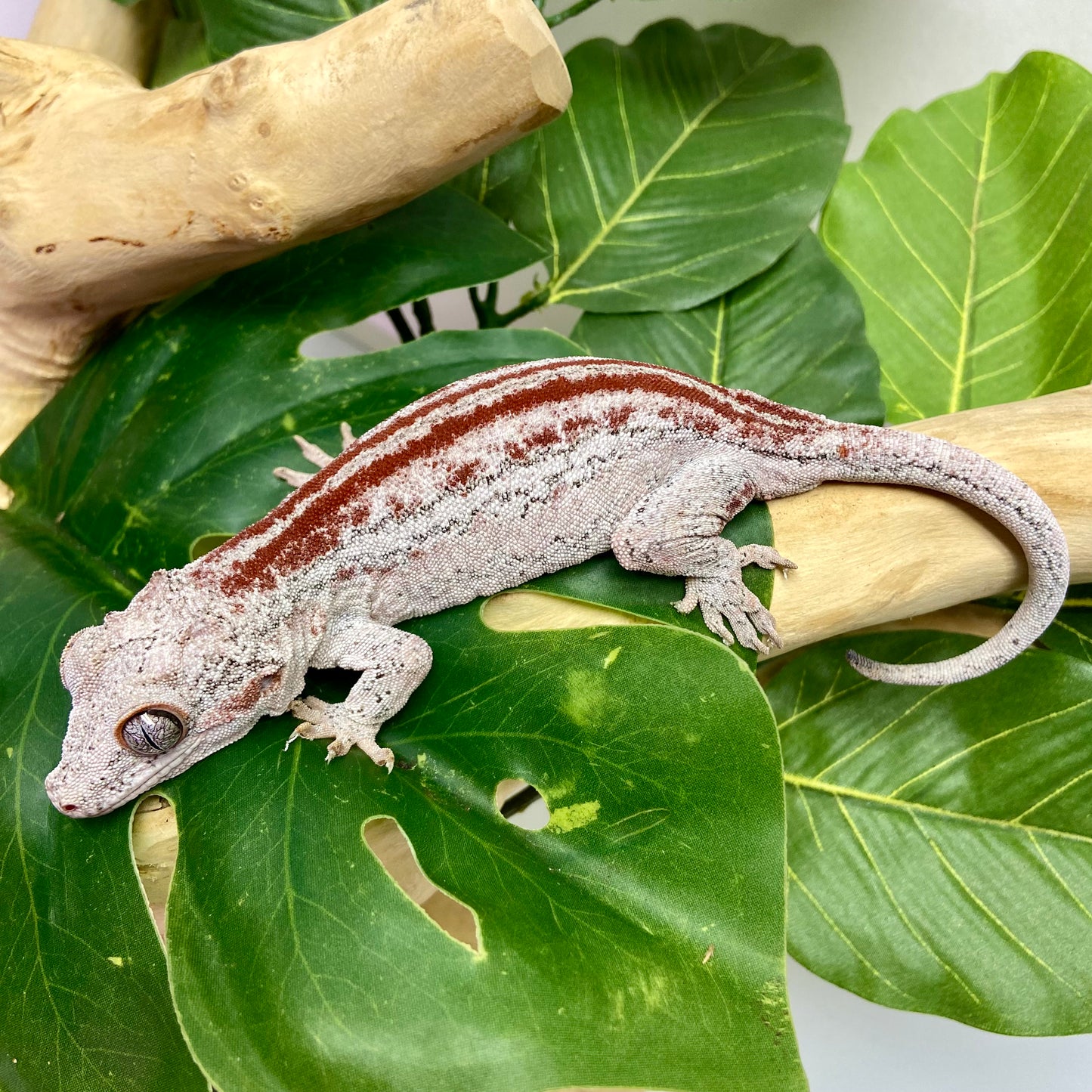 Red Stripe Gargoyle Gecko Adult Female GPB23