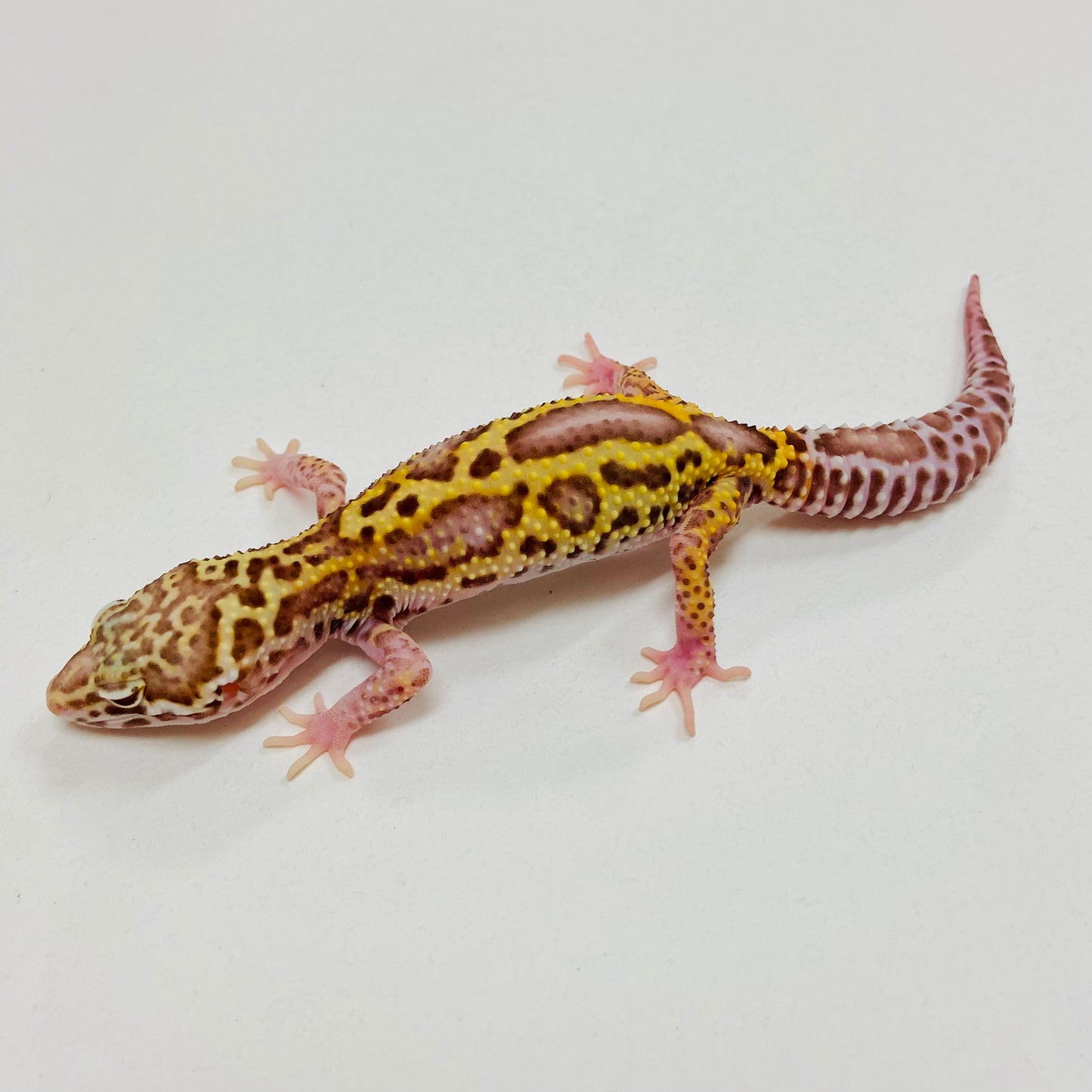 Bold Bell Leopard Gecko 2025-142