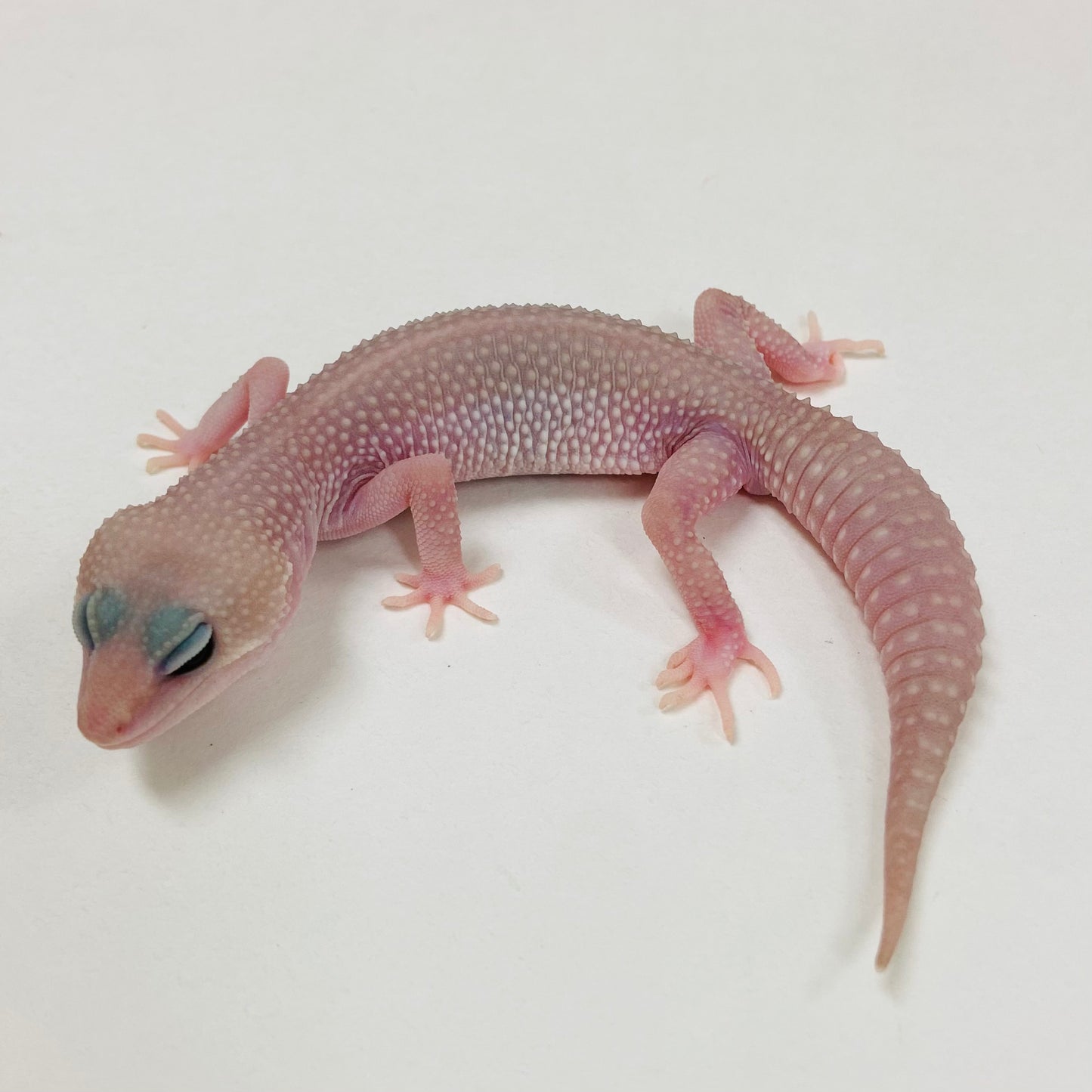 Super Snow Murphy Patternless Male Leopard Gecko 2025-105