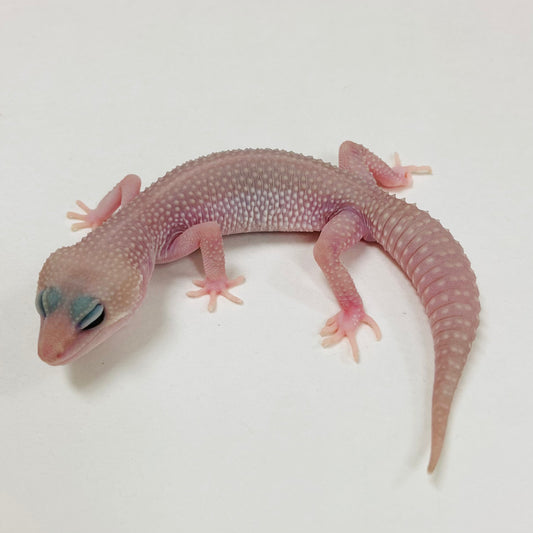 Super Snow Murphy Patternless Male Leopard Gecko 2025-105