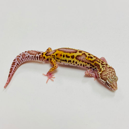 Bold Bell Leopard Gecko 2025-142