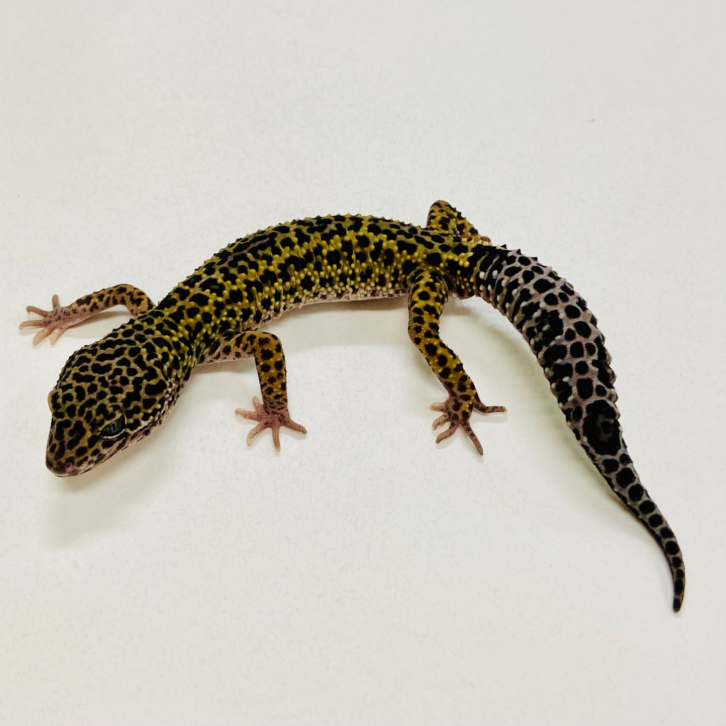 Dark Mack Snow Reverse Stripe Leopard Gecko Male 2025-140