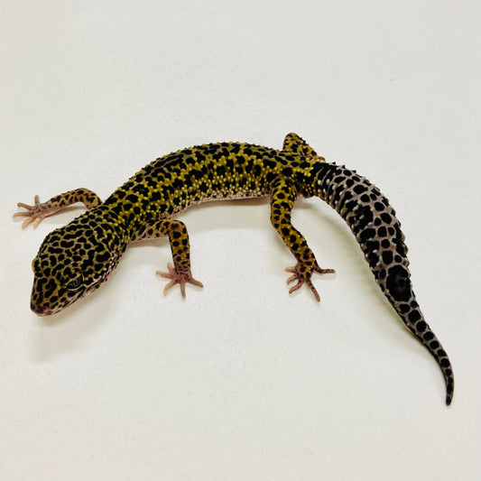 Dark Mack Snow Reverse Stripe Leopard Gecko Male 2025-140
