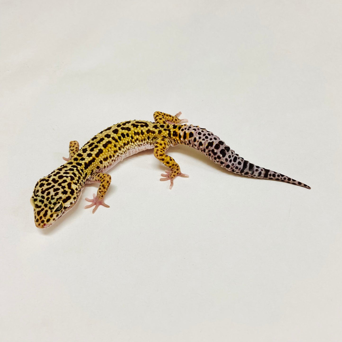 Dark Mack Snow Leopard Gecko Male B-B2-91024-1