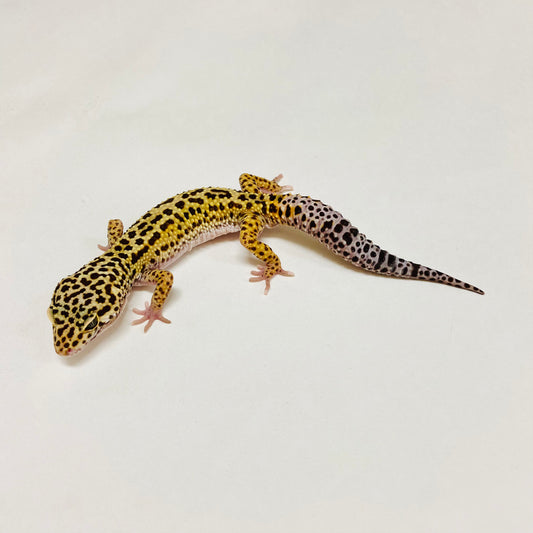 Dark Mack Snow Leopard Gecko Male B-B2-91024-1