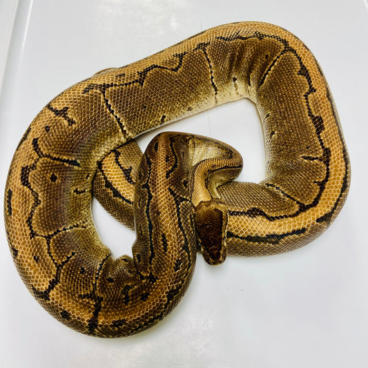 Adult Pinstripe Het Pied Ball Python Female 09