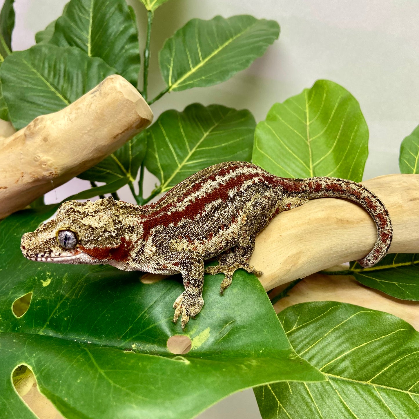 Red Stripe Gargoyle Gecko Adult Female GPB27