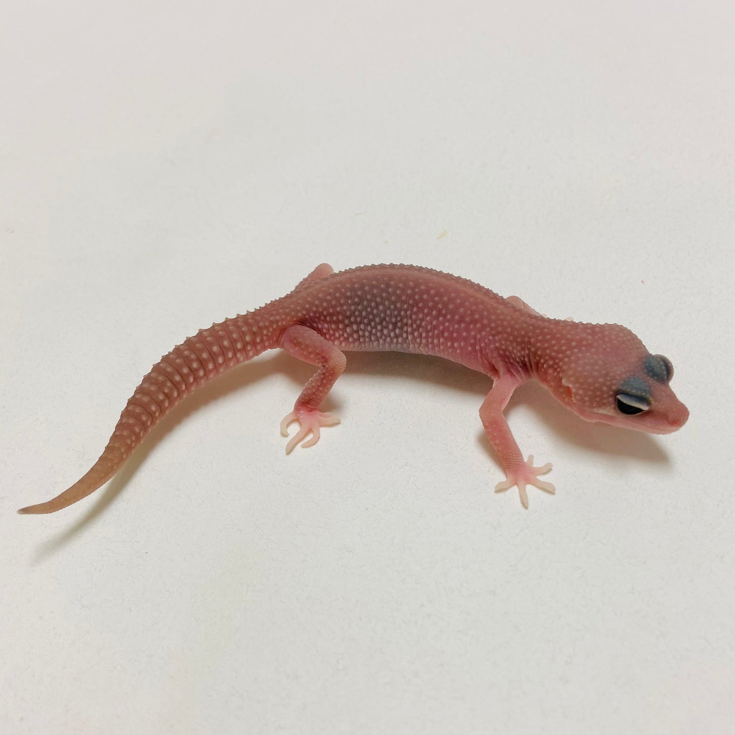 Murphy Patternless Pos MS Leopard Gecko 2025-015