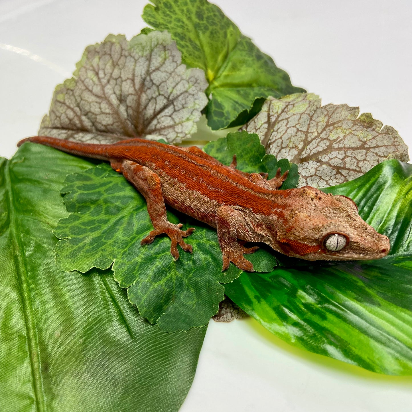 Red Stripe w/Red Base Gargoyle Gecko 2023 Male 102223-01