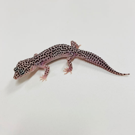 Super Snow Leopard Gecko Female F-A10-90524-1